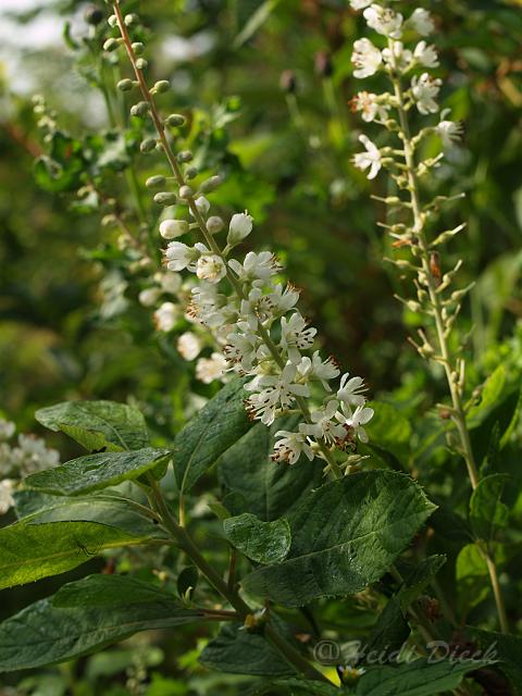 Clethra alnifolia Creels Callico.jpg